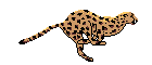 Run, Cheetah, Run!