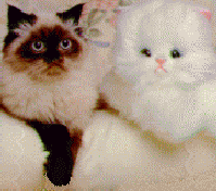 Hello Kitties?!!